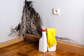 Professional Mold Removal Services in Taylors Falls, MN